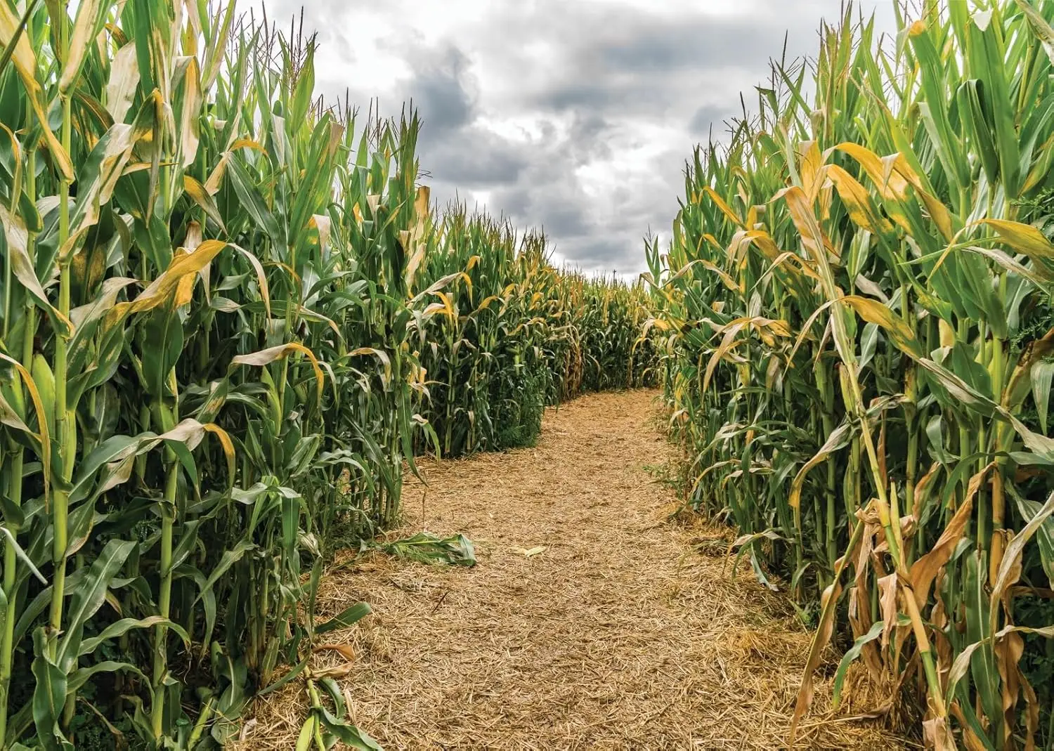 Agriculture Farming Background - Cornfield Green Corn Field Maze Corn